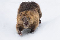 Eurasian beaver (Castor fiber) walking in snow. Southern Norway. February.
