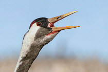 Eurasian crane (Grus grus) calling, close up of head. Lake Hornborga, Sweden, April.