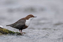 White throated dipper (Cinclus cinclus) standing at edge of river. Hobol River, Southern Norway. February