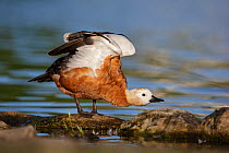 Ruddy shelduck (Tadorna ferruginea) stretching wings. Possibly escaped from captivity.  Southern Norway. June