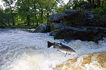 An Atlantic Salmon (Salmo salar) jumping a waterfall in autumn on the River (Afon) Lledr, Betws-y-Coed, Wales October