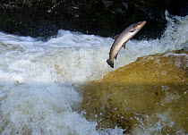 A Sea Trout or Sewin (Salmo trutta) jumping a waterfall in autumn on the River (Afon) Lledr, Betws-y-Coed, Wales October