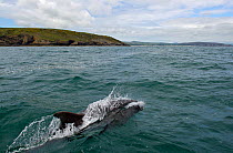 Bottlenose dolphin (Tursiops truncatus) swimming along the coast of the Llyn Peninsular, near Abersoch, Gwynedd, May 2015