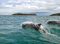 Bottlenose dolphins (Tursiops truncatus) swimming along the coast of the Llyn Peninsular, towards St Tudwals Islands, near Abersoch, Gwynedd, May 2015