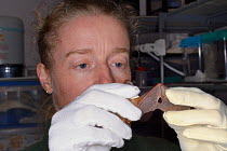 Samantha Pickering inspects a Brown long-eared bat (Plecotus auritus) with a wing damaged when the bat became stuck to flypaper, recovering at the bat rescue centre at her home, Barnstaple, Devon, UK,...