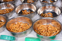 Bowls of Mealworms (Tenebrio molitor) ready to be fed to bats at North Devon Bat Rescue, Devon, UK, October.