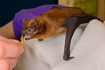 Noctule bat (Nyctalus noctula) being fed with a mealworm at a public outreach event by Samantha Pickering, Boscastle, Cornwall, UK, October.  Model released.
