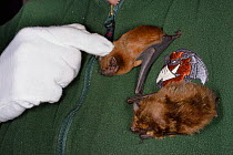 Samantha Pickering stroking/with a Noctule bat (Nyctalus noctula) next to a Serotine bat (Eptosicus serotinus) on her chest at her rescue centre North Devon Bat Care, Devon, UK, October 2015. Model re...