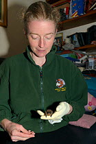 Samantha Pickering holding a Leisler's / Lesser noctule bat (Nyctalus leisleri) as it eats a mealworm she has given it at her home rescue centre, Devon, UK, October 2015. Model released.