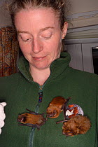Samantha Pickering with a Leisler's/Lesser noctule bat (Nyctalus leisleri), a Noctule bat (Nyctalus noctula) and a Serotine bat (Eptosicus serotinus) on her chest at her rescue centre, North Devon Bat...