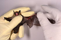 Whiskered bat (Myotis mystacinus) with a wing damaged by a cat being inspected by Samantha Pickering at the bat rescue centre at her home, Barnstaple, Devon, UK, October 2015. Model released.