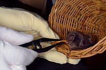 Barbastelle bat (Barbastella barbastellus) a rare bat in the UK, being offered a mealworm by Samantha Pickering at the bat rescue centre at her home, Barnstaple, Devon, UK, October 2015. Model release...