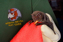 Barbastelle bat (Barbastella barbastellus) a rare bat in the UK, being fed with a mealworm at North Devon Bat Care, Barnstaple, Devon, UK, October 2015. Model released.