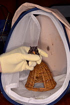 Barbastelle bat (Barbastella barbastellus) a rare bat in the UK, eating a mealworm and being returned to its cage at North Devon Bat Care, Barnstaple, Devon, UK, October 2015. Model released.