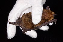 Serotine bat (Eptosicus serotinus) held to show its tail extending beyond its wing membranes, North Devon Bat Care, Barnstaple, Devon, UK, October 2015. Model released.