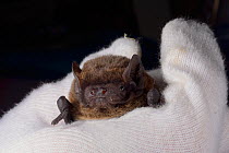 Leisler's / Lesser noctule bat (Nyctalus leisleri) held at North Devon Bat Care, Barnstaple, Devon, UK, October 2015. Model released.