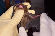 Leisler's / Lesser noctule / Hairy-armed bat (Nyctalus leisleri) held to show the shaggy fur under its wings, North Devon Bat Care, Barnstaple, Devon, UK, October 2015. Model released.