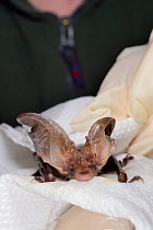 Samantha Pickering drying off a Brown long-eared bat (Plecotus auritus) that that she has just successfully separated from flypaper and washed, Barnstaple, Devon, UK, October 2015. Model released.