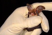 Brown long-eared bat (Plecotus auritus) held by Samantha Pickering at the bat rescue centre at her home, Barnstaple, Devon, UK, October 2015. Model released.