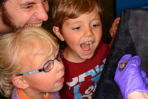 Brown long-eared bat (Plecotus auritus) shown to two children and their father by Samantha Pickering at a public outreach event, Boscastle, Cornwall, UK, October 2015. Model released.
