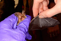 Brown long-eared bat (Plecotus auritus) wing held open by Samantha Pickering at a public outreach event, Boscastle, Cornwall, UK, October 2015. Model released.