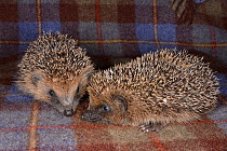 Two orphaned young Hedgehog (Erinaceus europaeus) siblings on a rug at a wild animal rescue centre, Cornwall, UK, October.