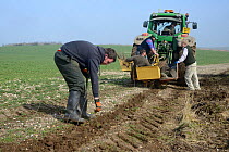 Royal Agricultural University students and gamekeeper Phil Holborrow planting a hedge in a groove cut by a tractor to provide cover for Tree Sparrows (Passer montanus) and other farmland birds as part...