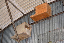 Kestrel (Falco tinnunculus) and Barn owl (Tyto alba) nestboxes in a farm barn, Wiltshire, UK, June.