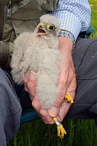 Kestrel chick (Falco tinnunculus) held after being ringed during a nestbox survey for the the Hawk and Owl Trust's Kestrel Highways project, Congresbury, Somerset, UK, June. Model released.
