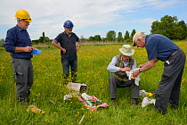 Colin Morris takes a Kestrel chick (Falco tinnunculus) for ringing from a bag held by  Keith Lapham as Barry Gray and Graham Guest look on during a nestbox survey for the the Hawk and Owl Trust's Kest...