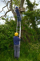 Graham Guest at the top of a ladder held by Barry Gray putting a Kestrel chick (Falco tinnunculus) back into a nestbox during a survey for the Hawk and Owl Trust's Kestrel Highways project, Congresbur...