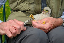 Kestrel chick (Falco tinnunculus) being ringed after being found during a nestbox survey for the the Hawk and Owl Trust's Kestrel Highways project, Congresbury, Somerset, UK, June. Model released.