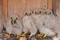 Four Kestrel chicks (Falco tinnunculus) in a nestbox, one with a mouse in its beak, found during a survey for the Hawk and Owl Trust's Kestrel Highways project, Congresbury, Somerset, UK, June.
