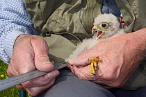 Kestrel chick (Falco tinnunculus) having its developing primary feathers measured during a nestbox survey for the Hawk and Owl Trust's Kestrel Highways project, Congresbury, Somerset, UK, June. Model...