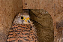 Adult Kestrel (Falco tinnunculus) found in a nestbox during a survey, Wiltshire, UK, June.