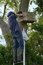 Graham Guest at the top of a ladder checking a nestbox for Kestrel chicks (Falco tinnunculus) during a survey for the Hawk and Owl Trust's Kestrel Highways project, Congresbury, Somerset, UK, June. Mo...