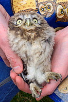 Little owl chick (Athene noctua) held after being ringed during a nestbox survey, Wiltshire, UK, June.