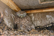 Little owl chick (Athene noctua) inside a nestbox checked during a survey, Wiltshire, UK, June.