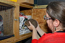 Michelle Clement returning a young orphaned Hedgehog (Erinaceus europaeus) to its cage after feeding in her home-based rescue centre, Cornwall, UK, October. Model released.