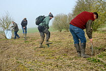 Royal Agricultural University students digging planting holes for Elder saplings (Sambucus nigra) to provide cover for Tree Sparrows (Passer montanus) and other farmland birds as part of the Marlborou...