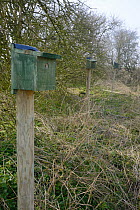 Row of nest boxes on posts erected in a farmland hedgerow for Tree Sparrows (Passer montanus) by Royal Agricultural University students as part of the Marlborough Downs Nature Improvement Area project...