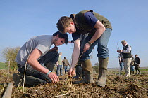 Royal Agricultural University students and gamekeeper Phil Holborrow planting Elder saplings (Sambucus nigra) to provide cover for Tree Sparrows (Passer montanus) and other farmland birds as part of t...