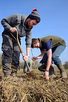 Royal Agricultural University students planting Elder saplings (Sambucus nigra) to provide cover for Tree Sparrows (Passer montanus) and other farmland birds as part of the Marlborough Downs Nature Im...