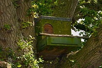 Barn owl (Tyto alba) nestbox in an Oak tree, Wiltshire, UK, June.