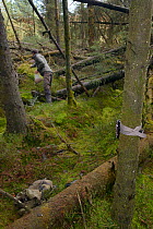 Dave Bavin scattering peanuts in front of a trailcam set in a dense coniferous plantation to attract and photograph a radio-collared Pine Marten (Martes martes) reintroduced to Wales by the Vincent Wi...