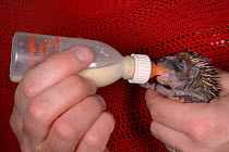 Orphaned young Hedgehog (Erinaceus europaeus) bottle fed with milk at a wild animal rescue centre, Cornwall, UK, October. Model released.