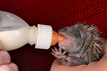 Orphaned young Hedgehog (Erinaceus europaeus) bottle fed with milk at a wild animal rescue centre, Cornwall, UK, October. Model released.