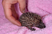 Orphaned young Hedgehog (Erinaceus europaeus) placed on a rug at a wild animal rescue centre, Cornwall, UK, October. Model released.