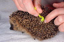 Hedgehog tick (Ixodes hexagonus) being removed with a tick remover hook from a young orphaned Hedgehog (Erinaceus europaeus) at a rescue centre, Cornwall, UK, October. Model released.