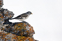 Snowfinch (Montifringilla nivalis) perched on a rock Leukerbad, Valais, Switzerland, February.
